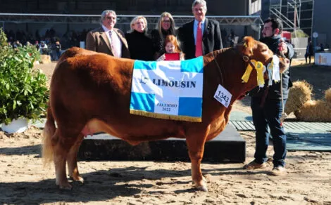 limousin-gran-campeon-hembra-la-cotidiana-650x404-1-470x292