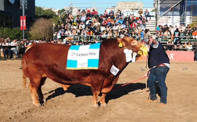 limousin-gran-campeon-macho-palermo-la-cotidiana-650x404-1